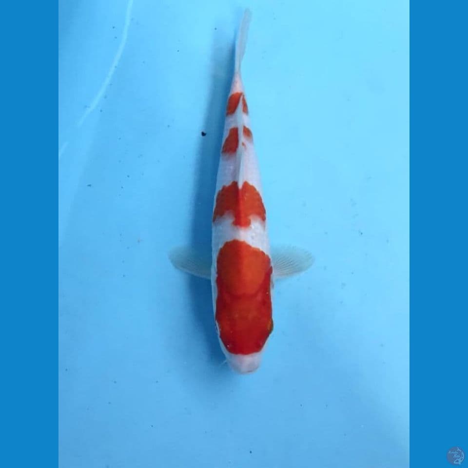 kohaku 27cm