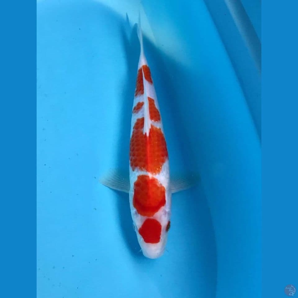 kohaku 29cm