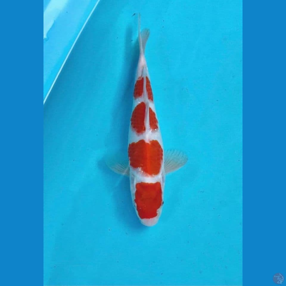 kohaku 23cm