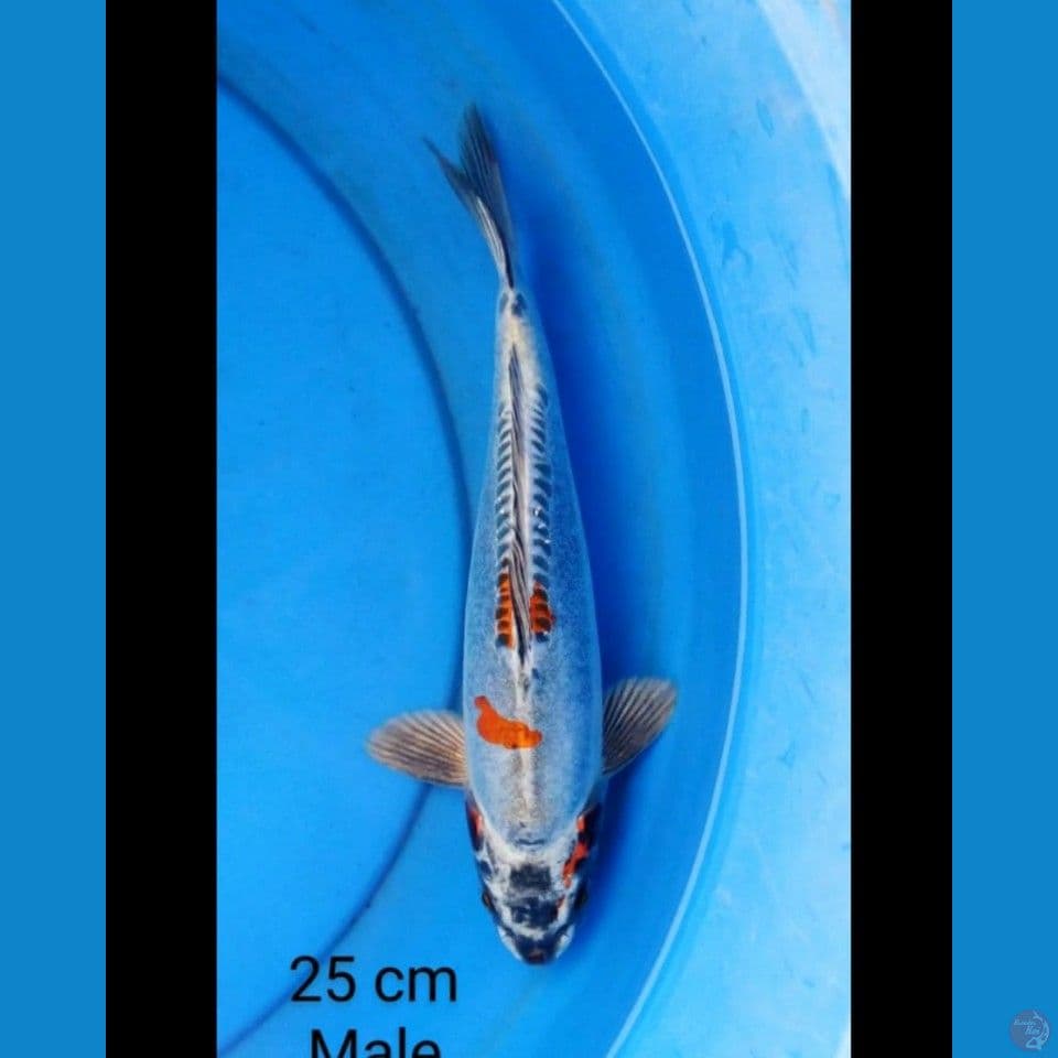 Kiko male 25 cm