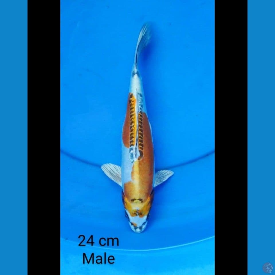 Kiko male 24 cm