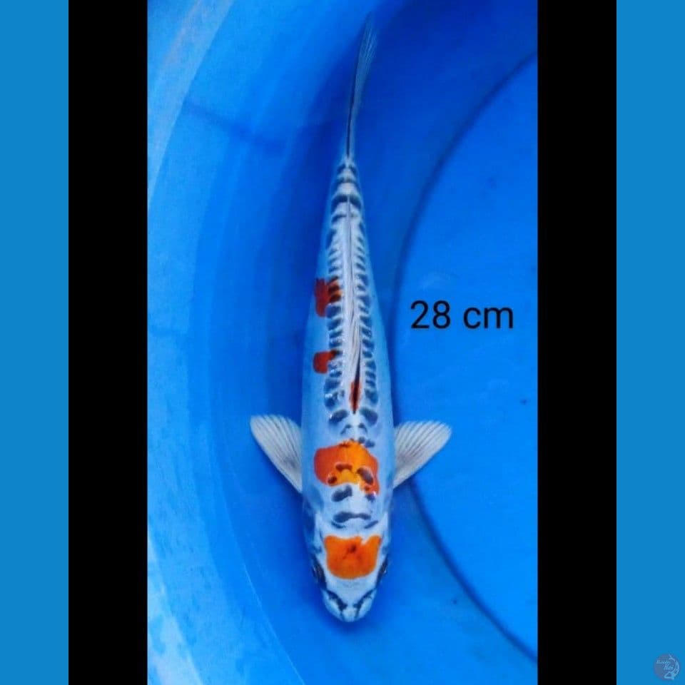 Maruten kiko 28 cm 