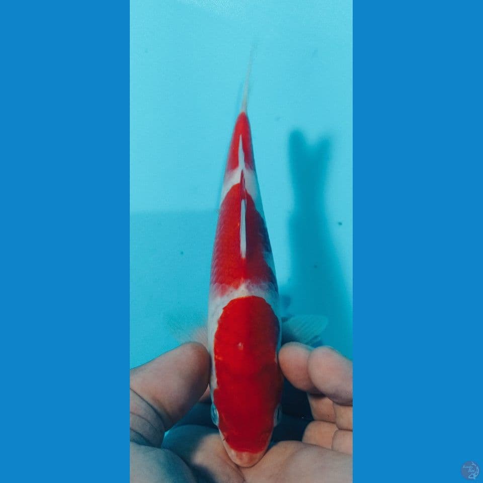 kohaku 19