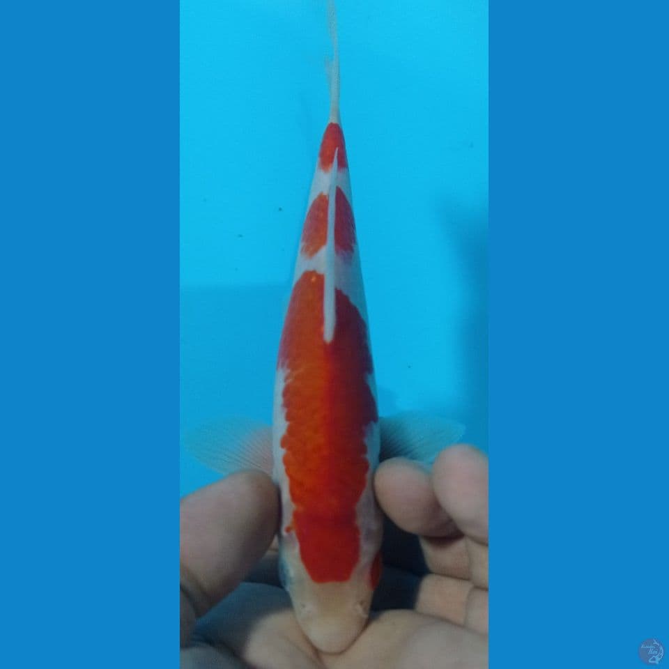 kohaku 18