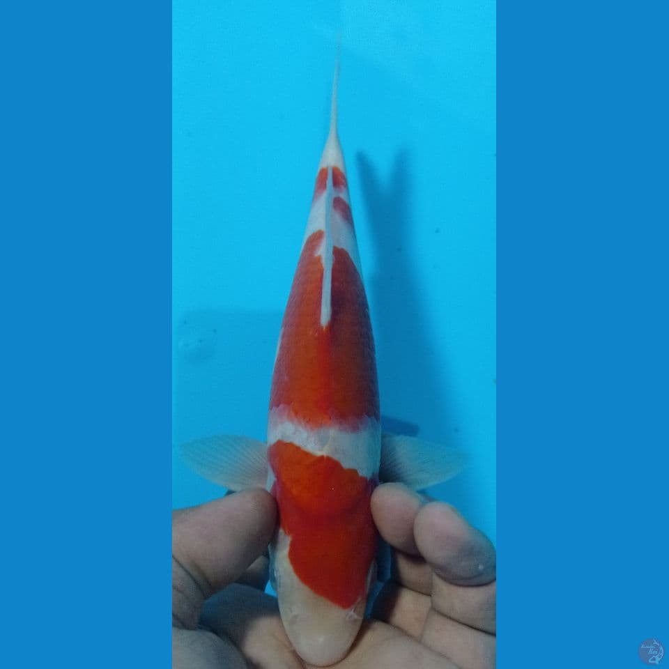kohaku 23