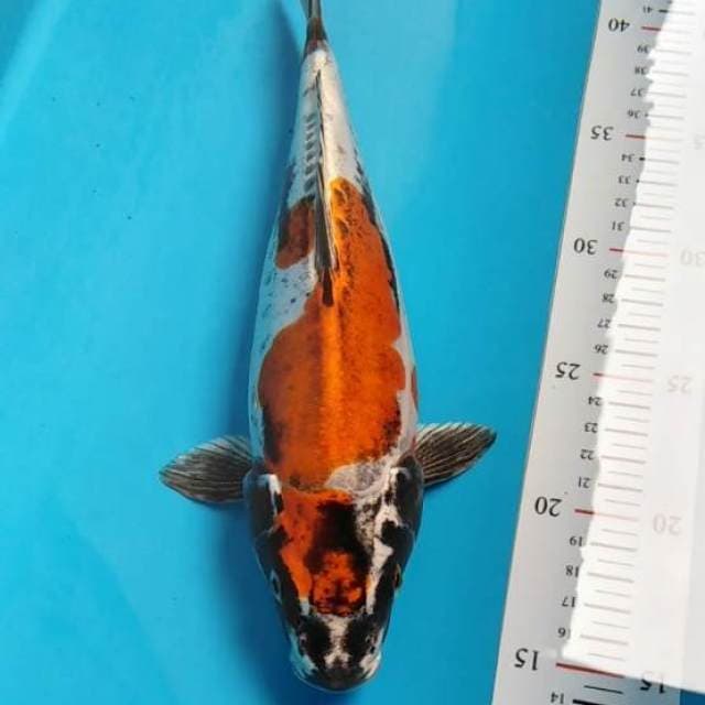 Kikokuryu punuk bagus