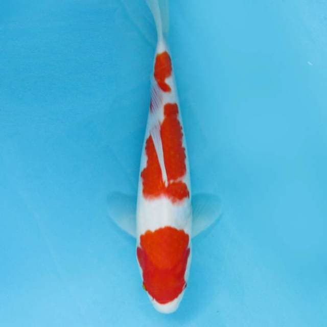 KOHAKU GOOD SKIN
