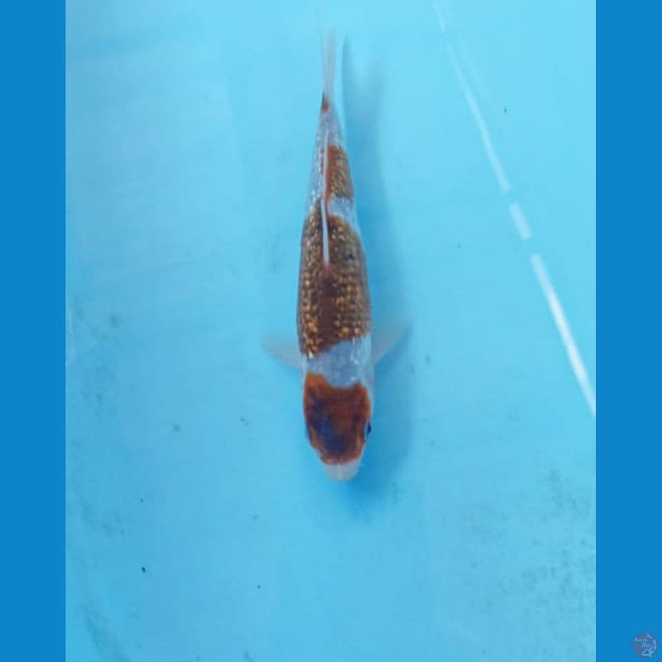 Goromo ginrin 17cm