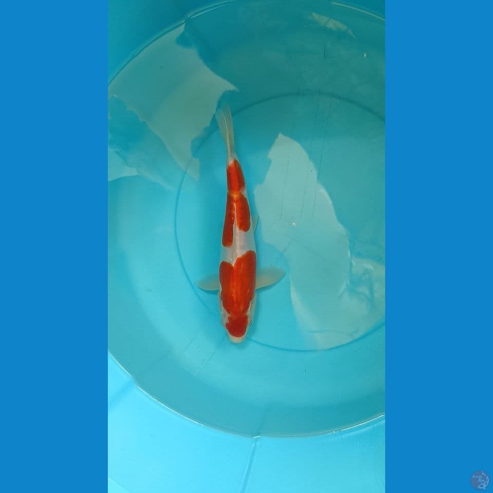 Kohaku Doitsu 27cm