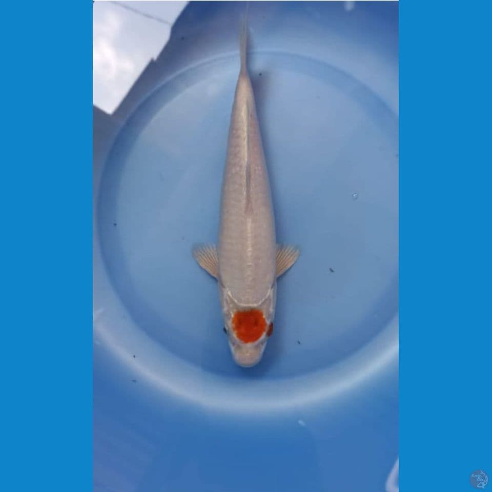 Tancho 24cm