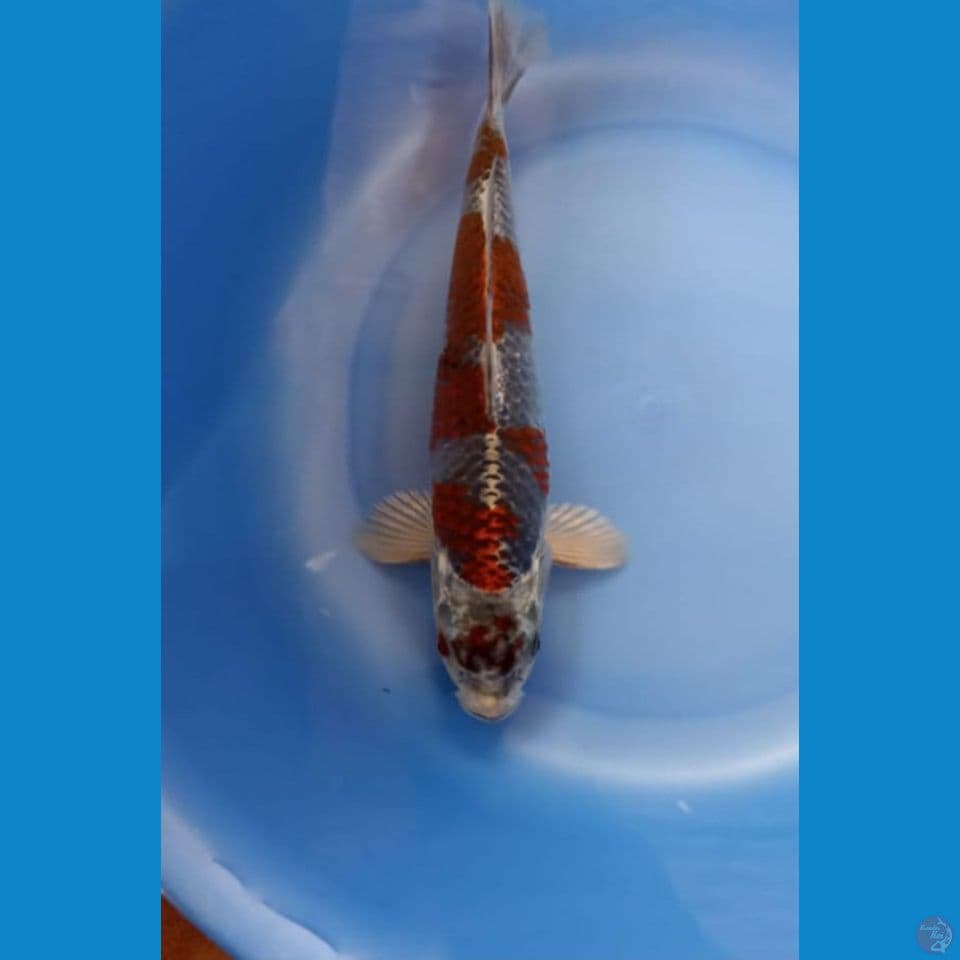 Beni ginga 25cm