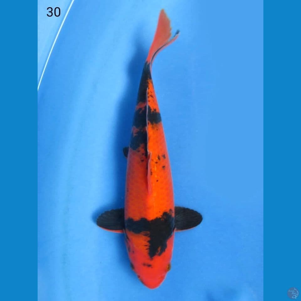 30cm - Hi utsuri SQ 