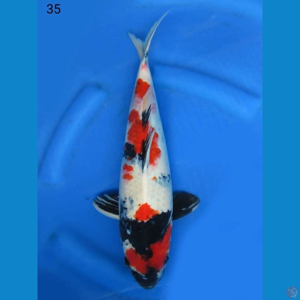 35cm - Kindai showa bulky 