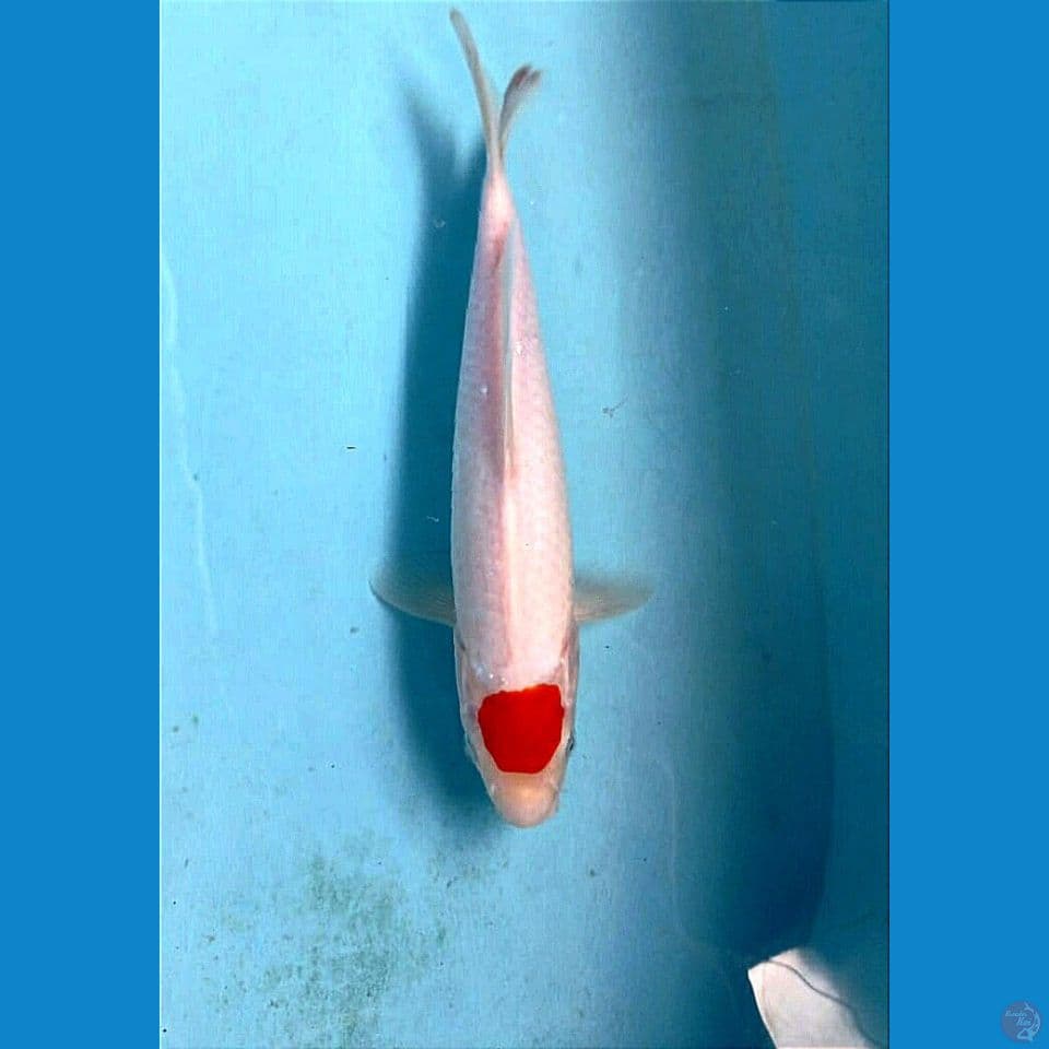 tancho kohaku, 25 cm