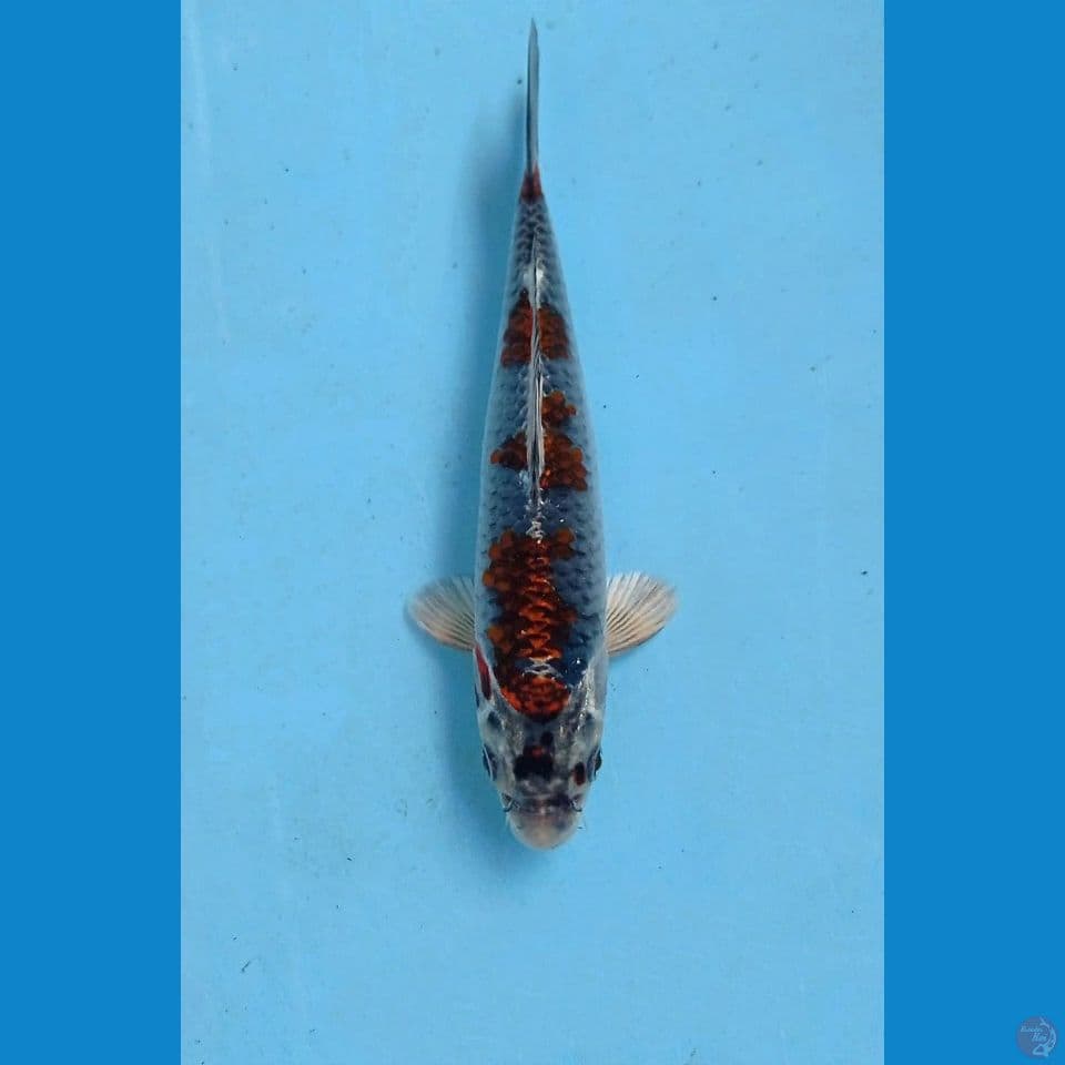 beni gingga, 19 cm