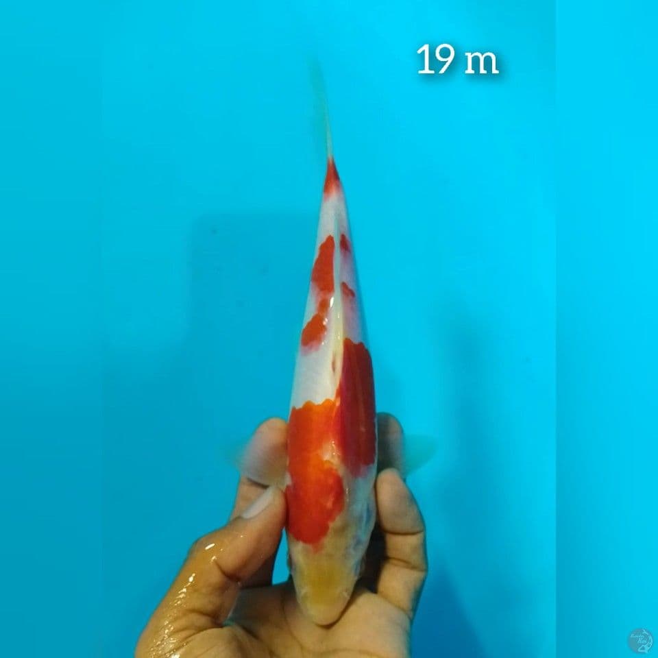 kohaku size : 19 cm m
