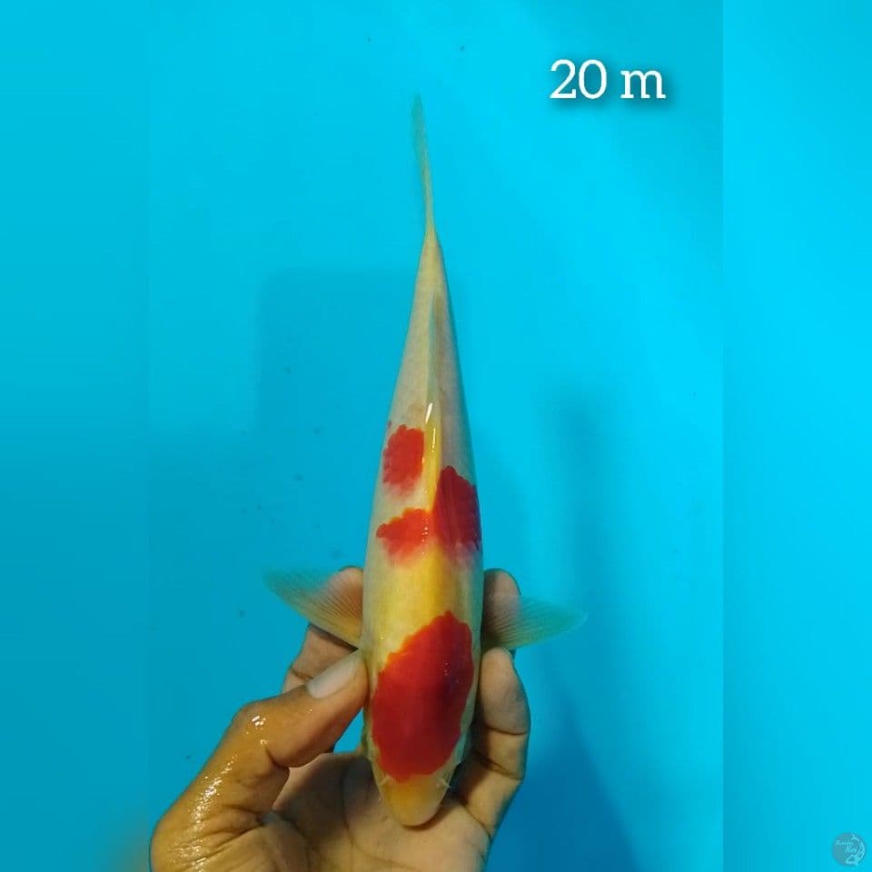 kohaku size : 20 cm m