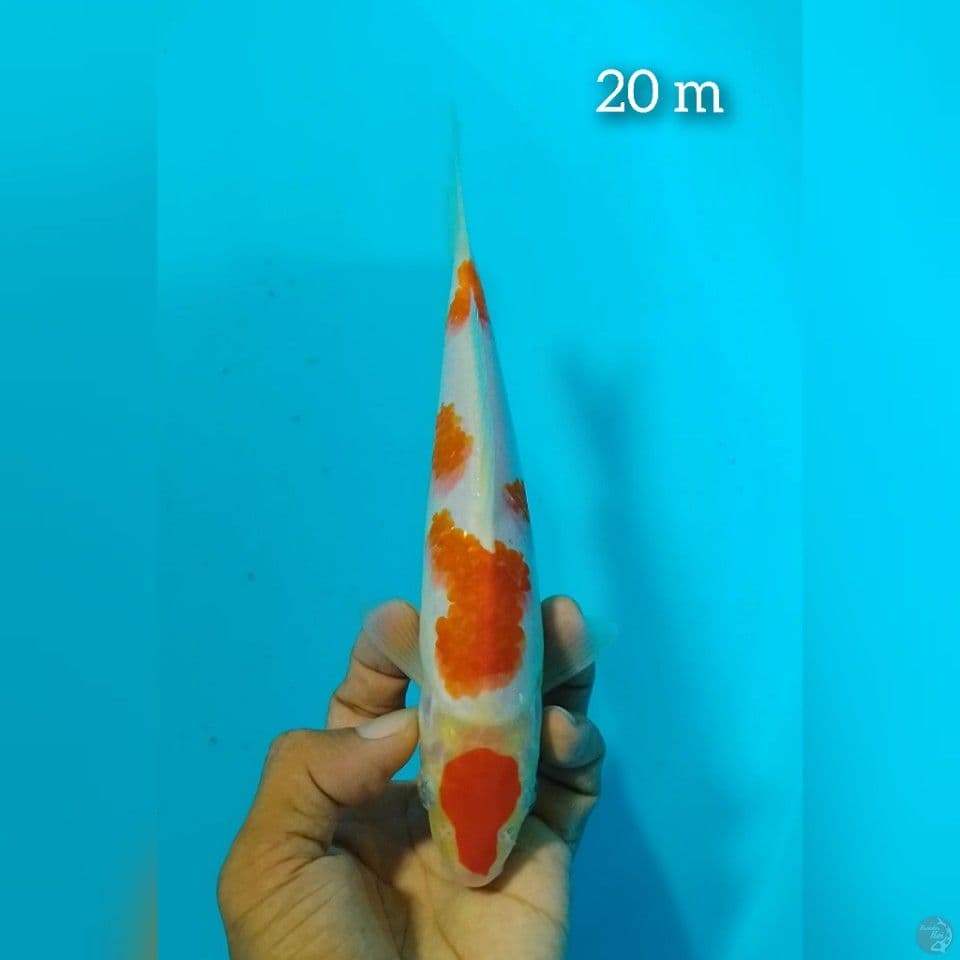 kohaku size : 20 cm m