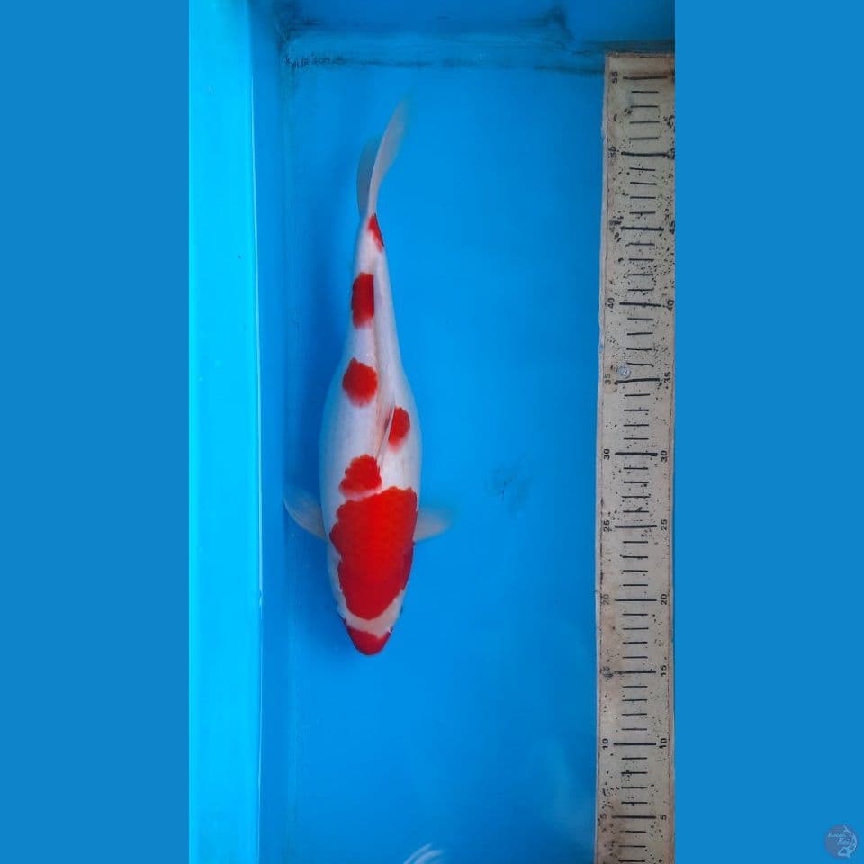 kohaku
