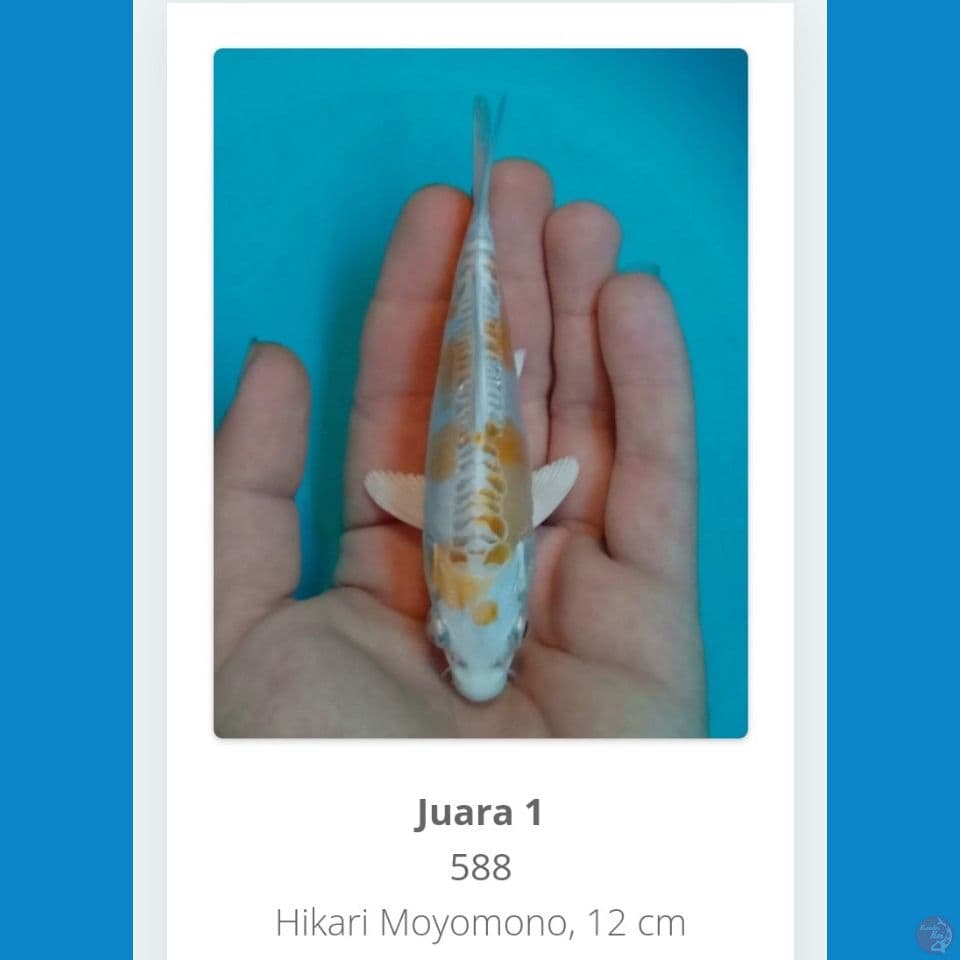 Doitsu hariwake 15bu