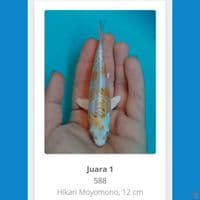 Doitsu hariwake 15bu