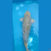 MIDORI Super Munuk lebar 55cm MALE
