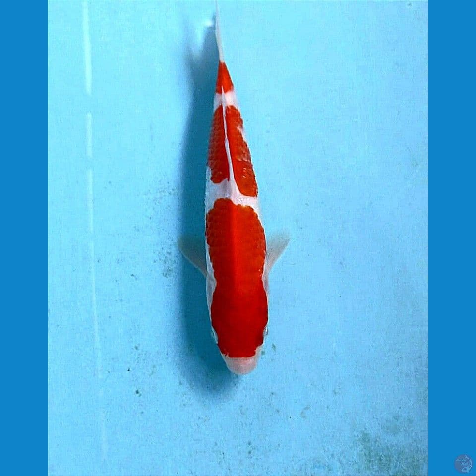 kohaku, 19 cm
