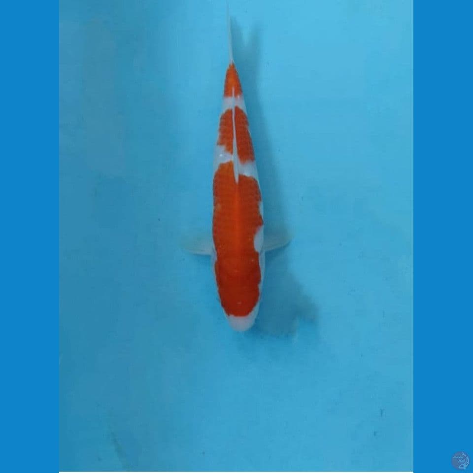 Kohaku 22cm