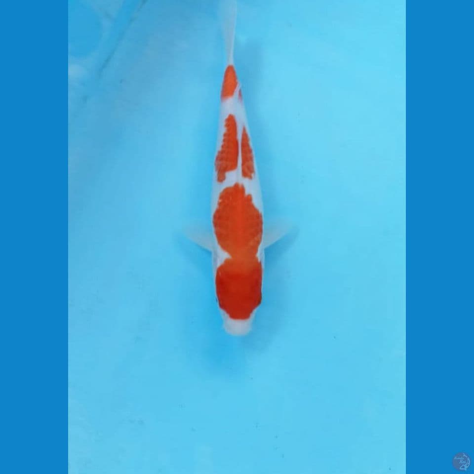 Kohaku 24cm