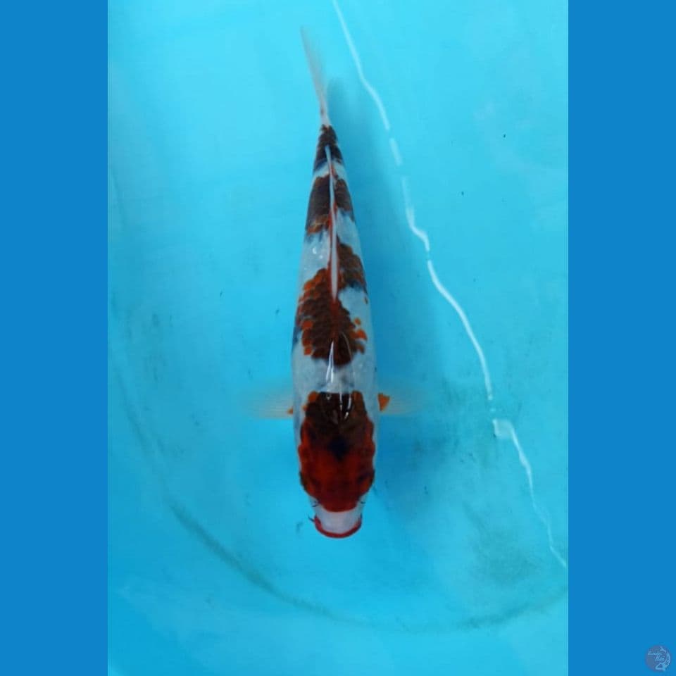 Goromo 25cm