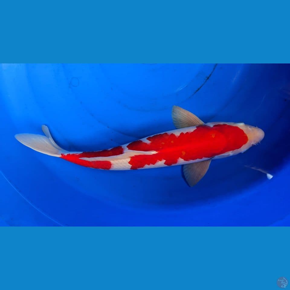 kohaku jantan 50 cm