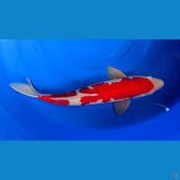 kohaku jantan 50 cm