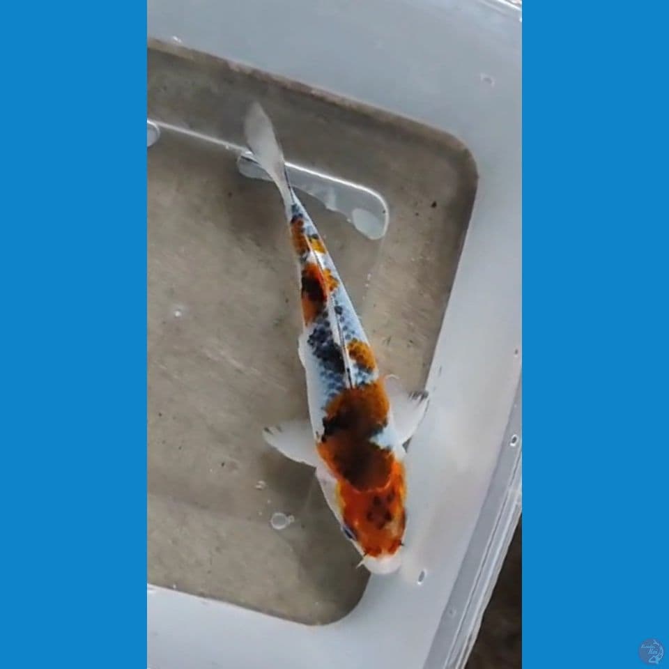 GHOSIKI Rare ~ 15CM
