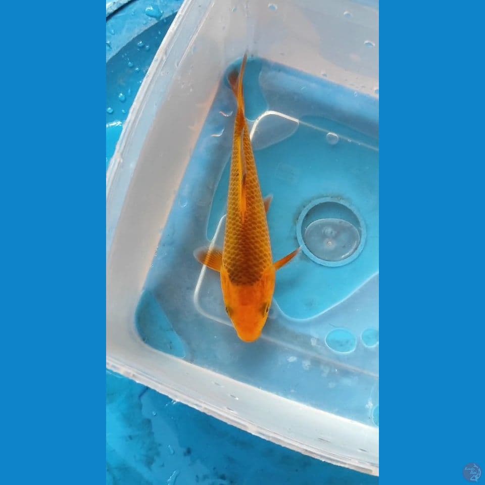 Caramel Minions ~ 15bu