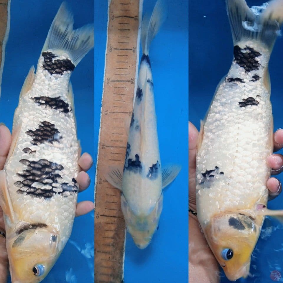 Bahan keep shiro utsuri || 33cm