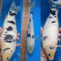 Bahan keep shiro utsuri || 33cm