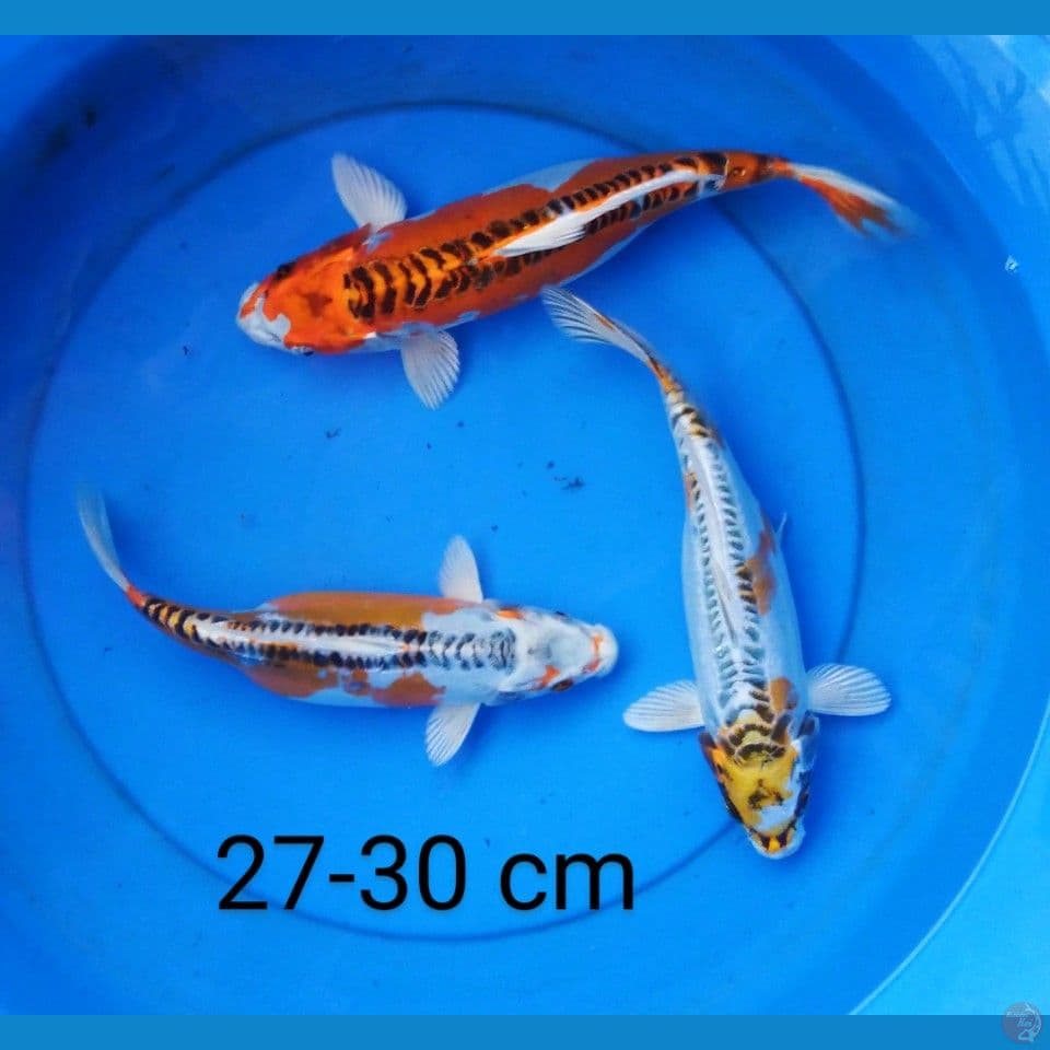 trio kiko 27-30 cm