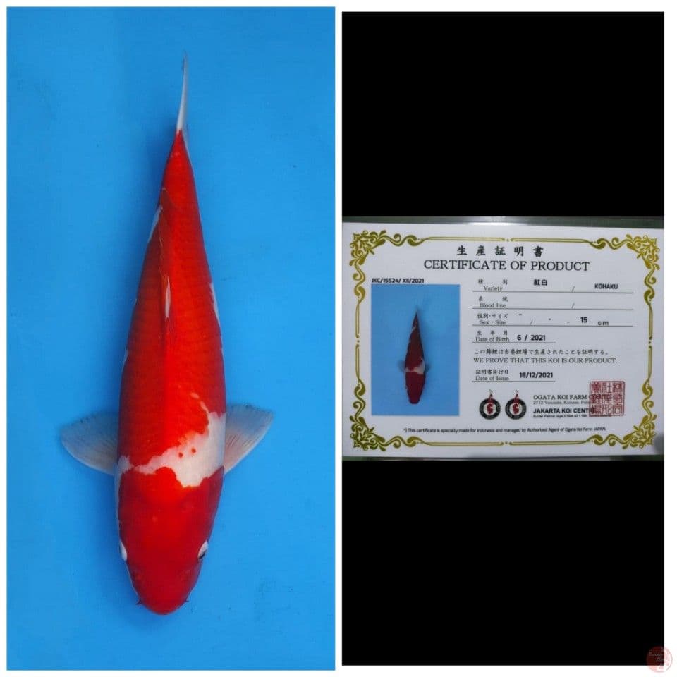 Ogata Jumbo Kohaku