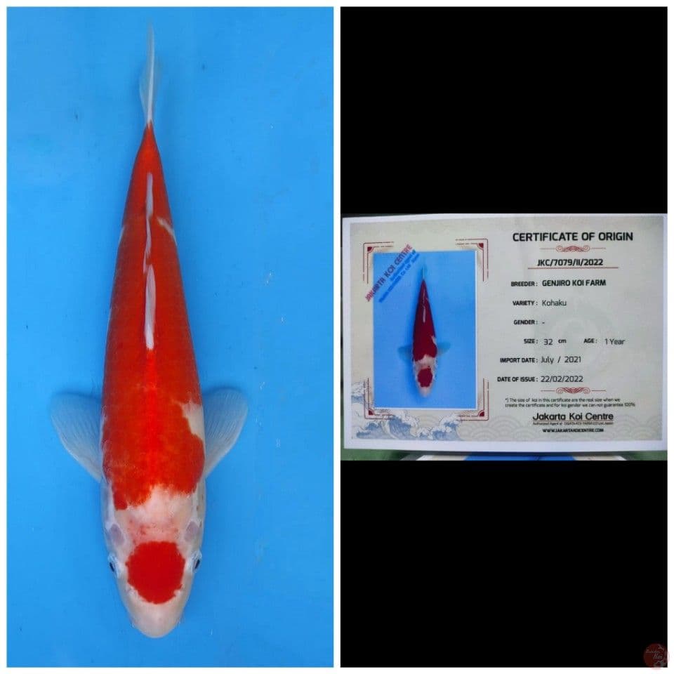 Genjiro Maruten Kohaku 