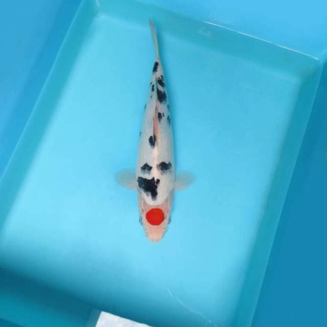 6. DAMARKOI ( TANCHO SANKE )