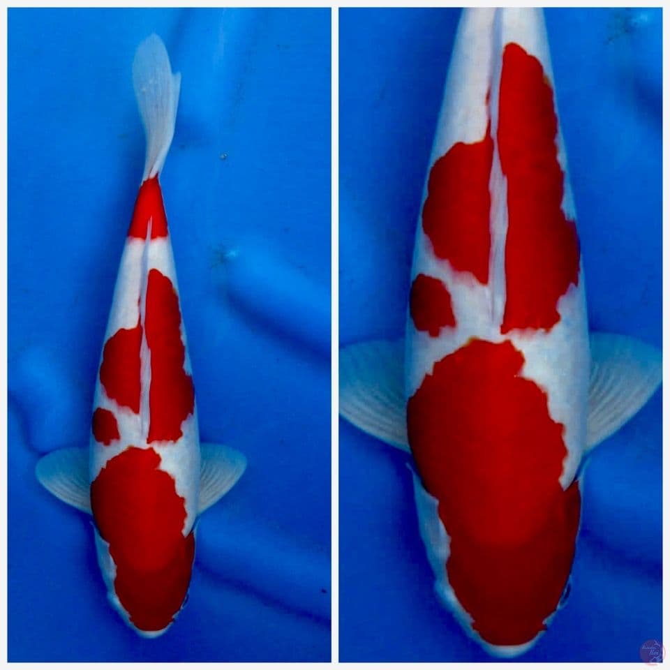 32cm kohaku SQ 