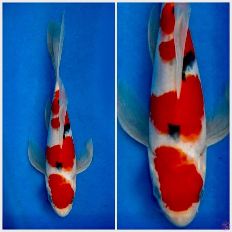 30cm , Kumpay SQ