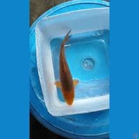 Caramel ~19cm (breed madina aziz)
