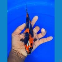 showa motogoro 25 cm