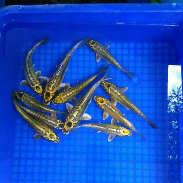 ELEVEN GOLDEN KIKO