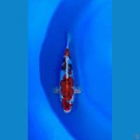 25cm jantan calon joss