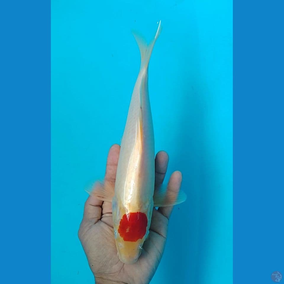 tc kuhaku size : 29 cm