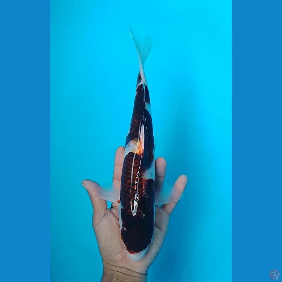 goromo size : 30 cm