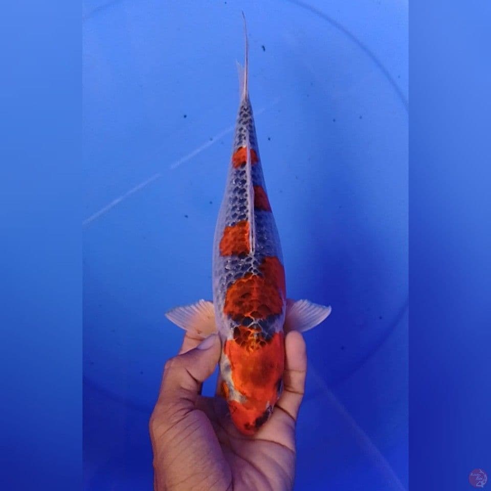 goshiki resing size : 26 cm f
