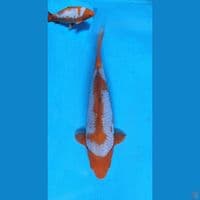 sabikoyo 36cm